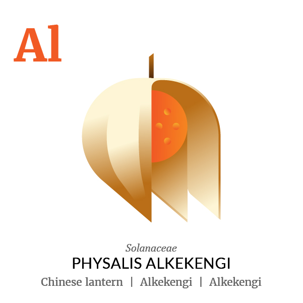 Chinese lantern Alkekengi fruit icon, family, species and names, illustration by Francesco Faggiano, project by Isleta Design Studio