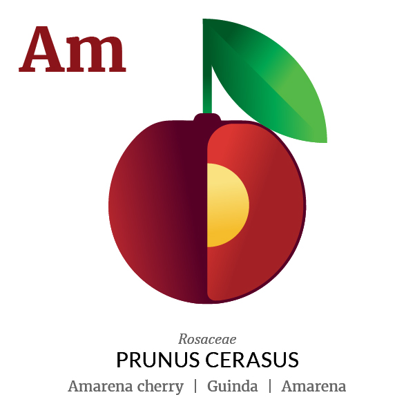 Amarena cherry fruit icon, family, species and names, illustration by Francesco Faggiano, project by Isleta Design Studio