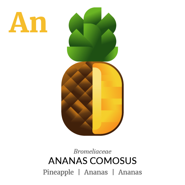 Ananas fruit icon, family, species and names, illustration by Francesco Faggiano, project by Isleta Design Studio