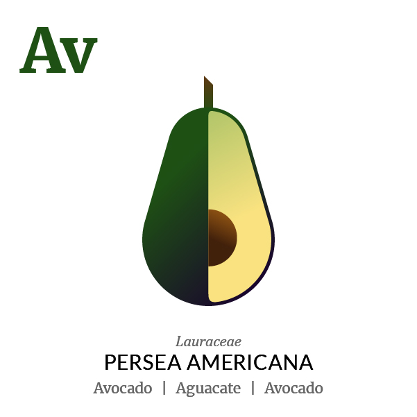Avocado Aguacate fruit icon, family, species and names, illustration by Francesco Faggiano, project by Isleta Design Studio