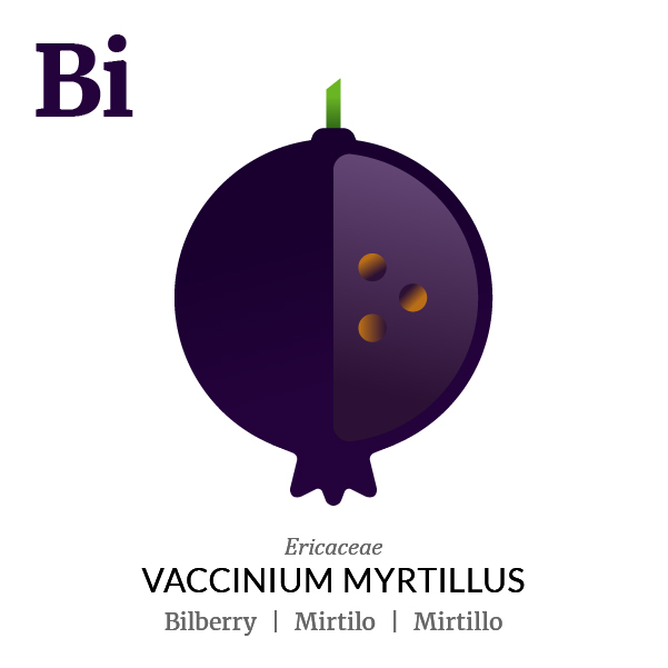 Bilberry fruit icon, family, species and names, illustration by Francesco Faggiano, project by Isleta Design Studio