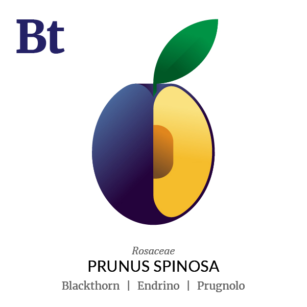 Blackthorn fruit icon, family, species and names, illustration by Francesco Faggiano, project by Isleta Design Studio