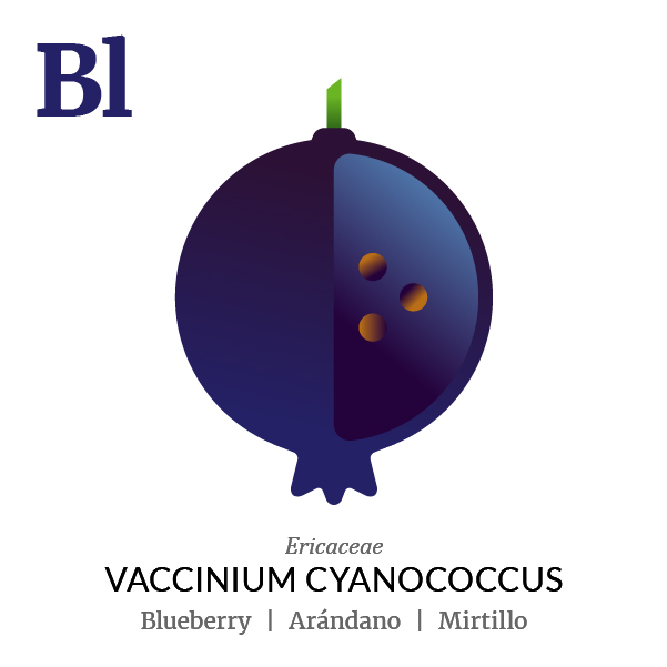Blueberry fruit icon, family, species and names, illustration by Francesco Faggiano, project by Isleta Design Studio