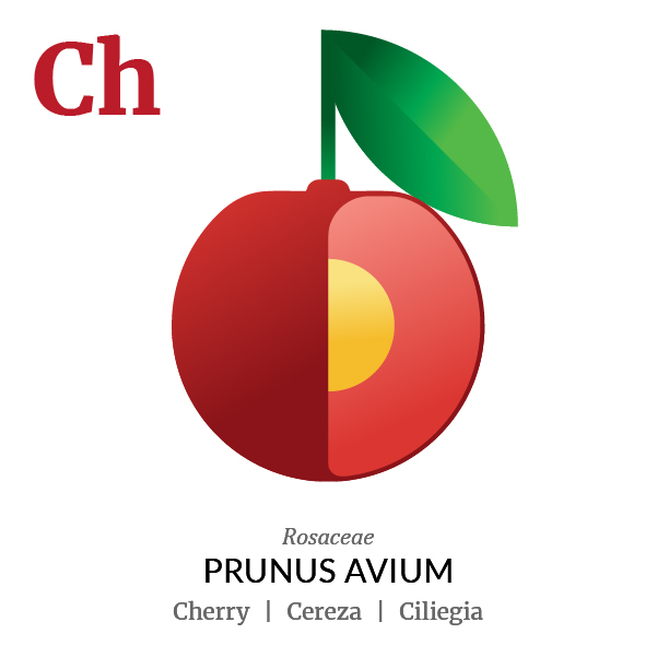 Cherry fruit icon, family, species and names, illustration by Francesco Faggiano, project by Isleta Design Studio
