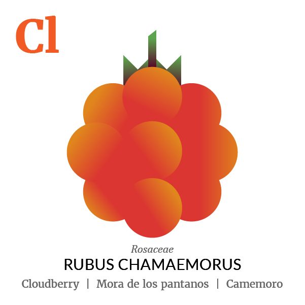 Cloudberry fruit icon, family, species and names, illustration by Francesco Faggiano, project by Isleta Design Studio