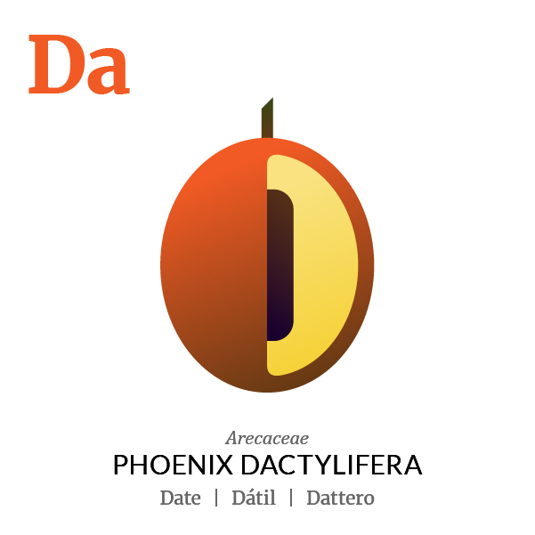 Date fruit icon, family, species and names, illustration by Francesco Faggiano, project by Isleta Design Studio
