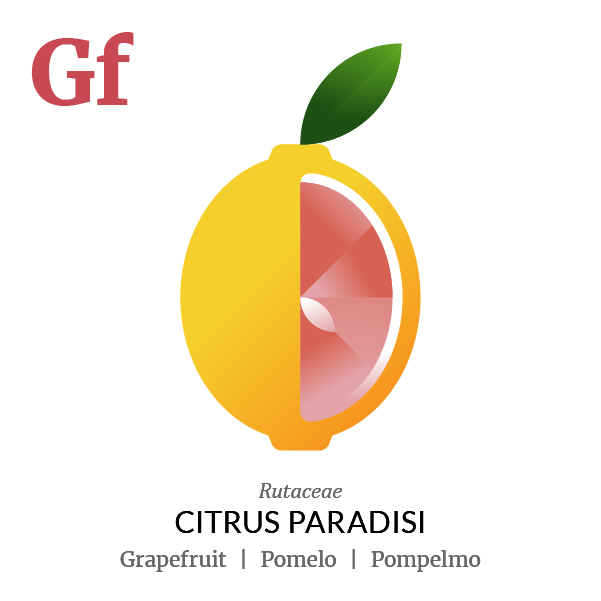 Grapefruit Pomelo fruit icon, family, species and names, illustration by Francesco Faggiano, project by Isleta Design Studio