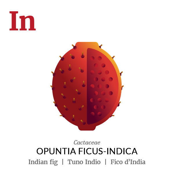 Indian fig fruit icon, family, species and names, illustration by Francesco Faggiano, project by Isleta Design Studio
