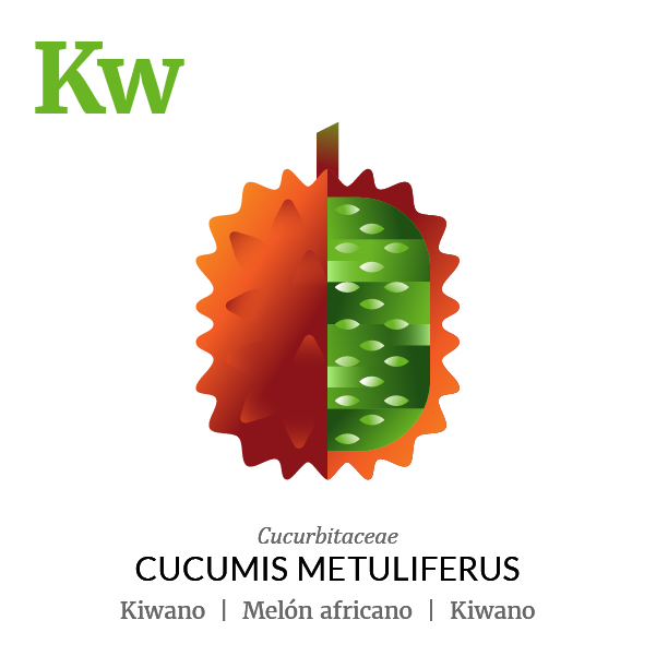 African melon Kiwano fruit icon, family, species and names, illustration by Francesco Faggiano, project by Isleta Design Studio