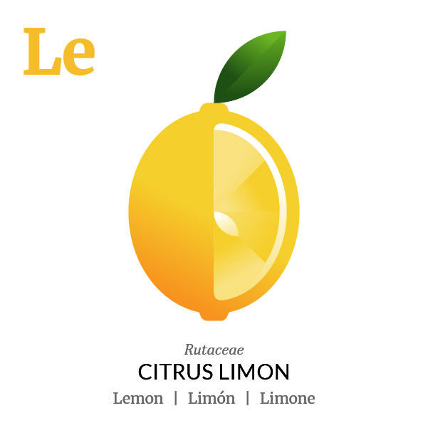 Lemon fruit icon, family, species and names, illustration by Francesco Faggiano, project by Isleta Design Studio