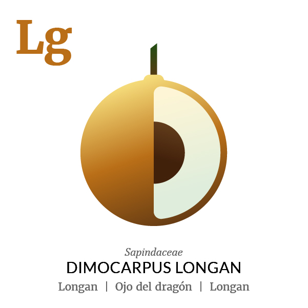 Longan fruit icon, family, species and names, illustration by Francesco Faggiano, project by Isleta Design Studio