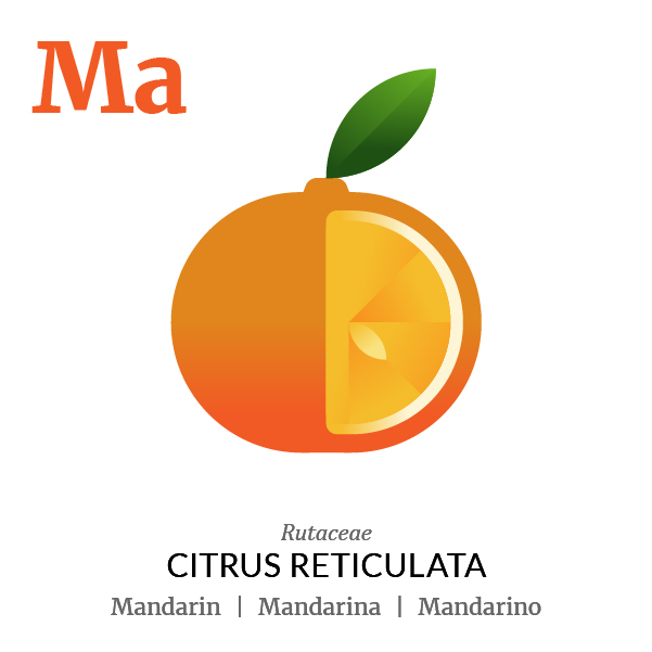 Mandarin fruit icon, family, species and names, illustration by Francesco Faggiano, project by Isleta Design Studio