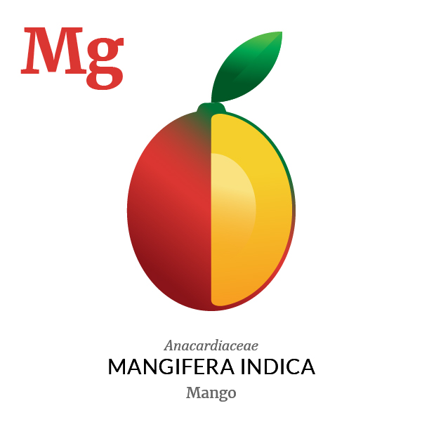 Mango fruit icon, family, species and names, illustration by Francesco Faggiano, project by Isleta Design Studio