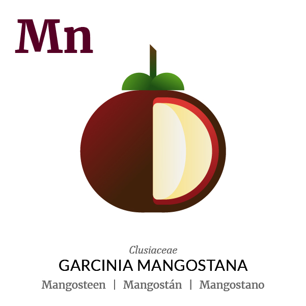 Mangosteen fruit icon, family, species and names, illustration by Francesco Faggiano, project by Isleta Design Studio