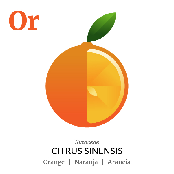 Orange fruit icon, family, species and names, illustration by Francesco Faggiano, project by Isleta Design Studio