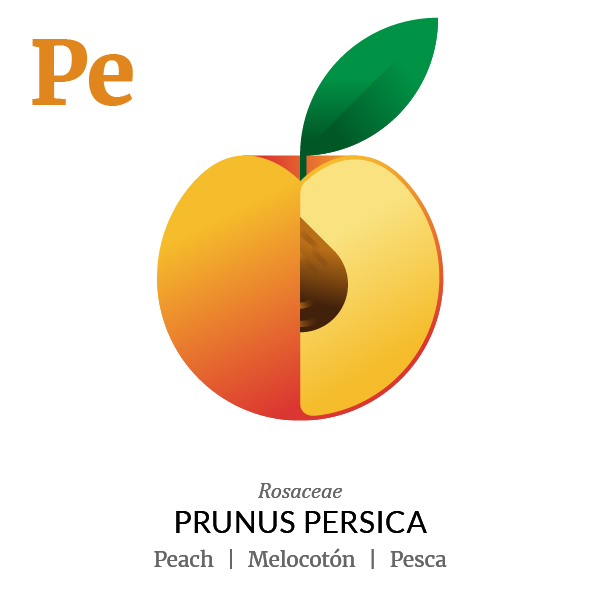 Peach fruit icon, family, species and names, illustration by Francesco Faggiano, project by Isleta Design Studio
