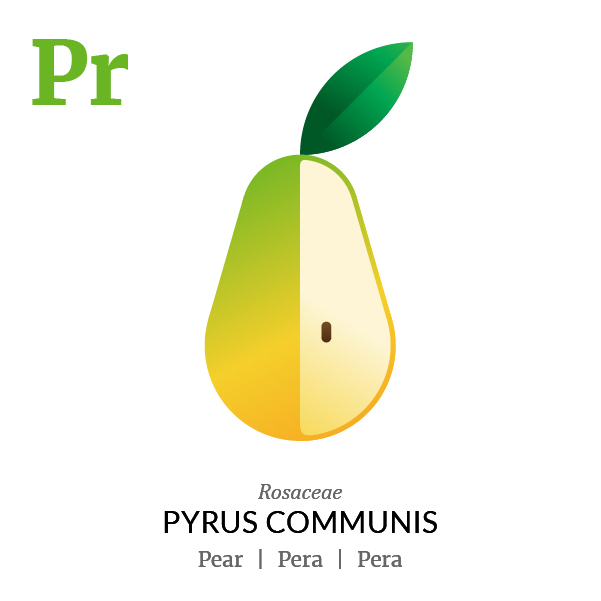 Pear fruit icon, family, species and names, illustration by Francesco Faggiano, project by Isleta Design Studio