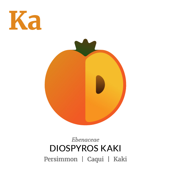 Persimmon Kaki fruit icon, family, species and names, illustration by Francesco Faggiano, project by Isleta Design Studio