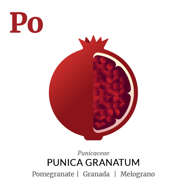 Pomegranate fruit icon, family, species and names, illustration by Francesco Faggiano, project by Isleta Design Studio
