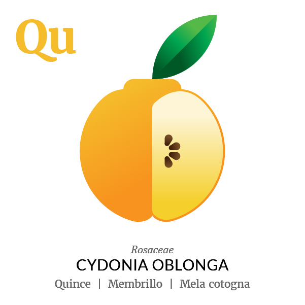 Quince fruit icon, family, species and names, illustration by Francesco Faggiano, project by Isleta Design Studio