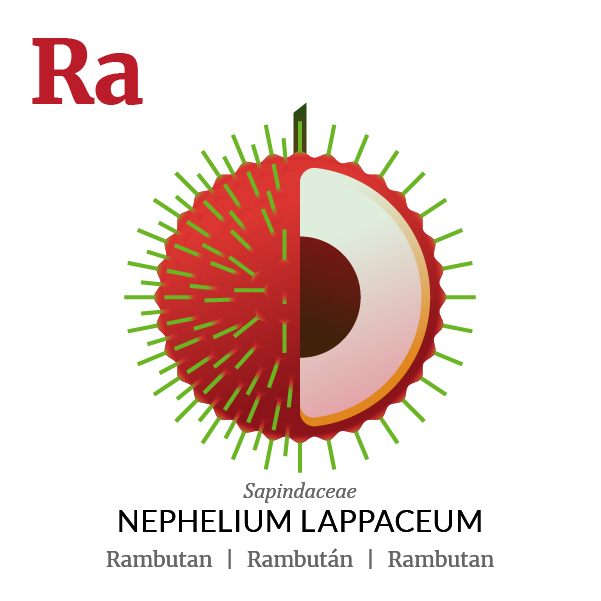 Rambutan fruit icon, family, species and names, illustration by Francesco Faggiano, project by Isleta Design Studio