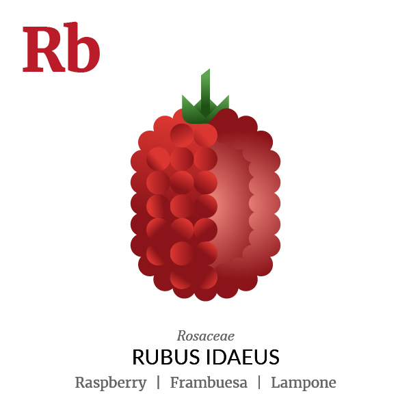 Raspberry fruit icon, family, species and names, illustration by Francesco Faggiano, project by Isleta Design Studio