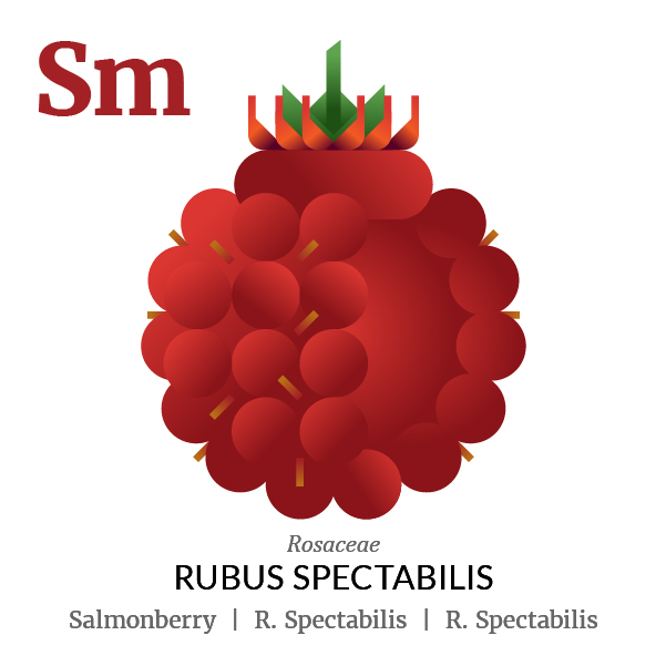 Salmonberry fruit icon, family, species and names, illustration by Francesco Faggiano, project by Isleta Design Studio