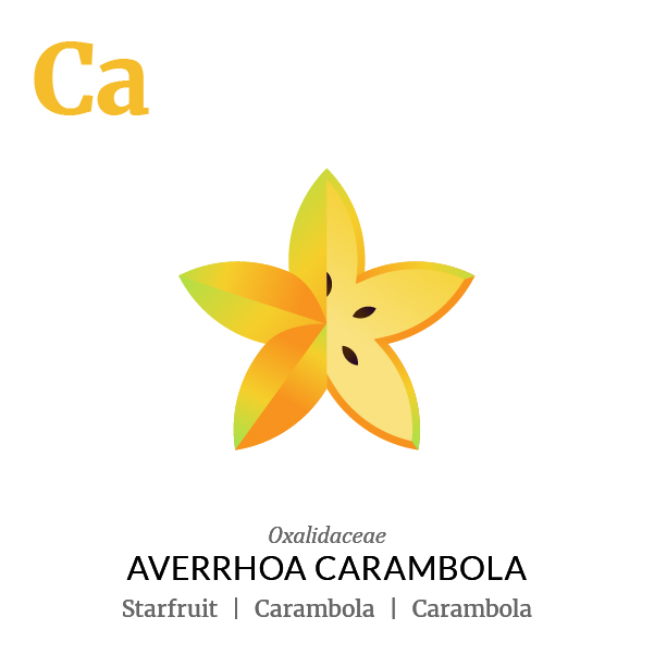 Starfruit Carambola fruit icon, family, species and names, illustration by Francesco Faggiano, project by Isleta Design Studio
