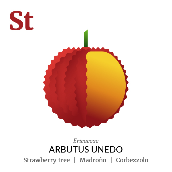 Strawberry tree fruit icon, family, species and names, illustration by Francesco Faggiano, project by Isleta Design Studio