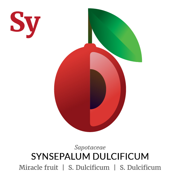 Miracle fruit Synsepalum Dulcificum fruit icon, family, species and names, illustration by Francesco Faggiano, project by Isleta Design Studio