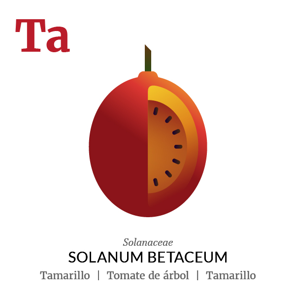 Tamarillo fruit icon, family, species and names, illustration by Francesco Faggiano, project by Isleta Design Studio