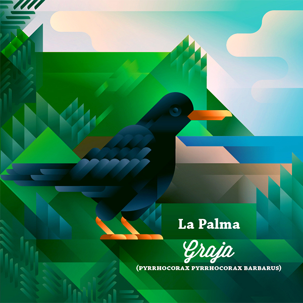 Graja crow bird next to a cliff, symbol of La Palma island, art print illustration by Francesco Faggiano illustrator