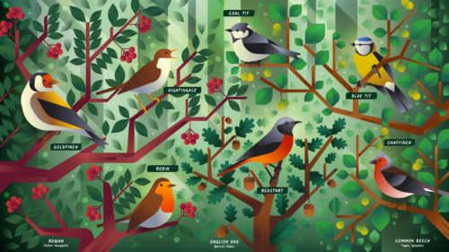 Seven birds typical of English woods laying on branches of trees.